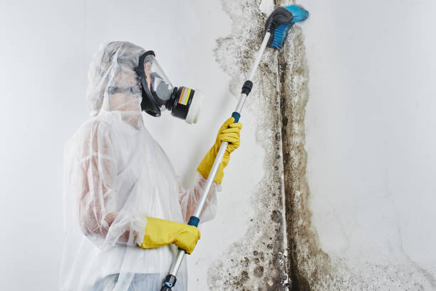 Best Emergency Mold Removal  in Chino Valley, AZ