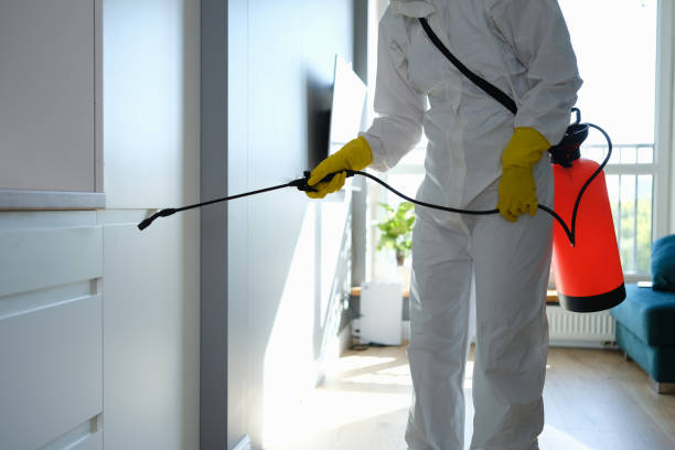 Best Certified Mold Removal  in Chino Valley, AZ