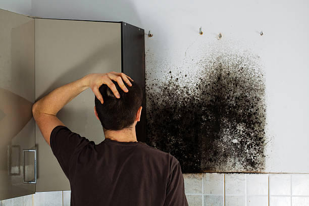 Best Toxic Mold Removal  in Chino Valley, AZ