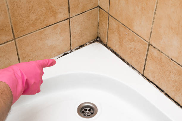 Best Certified Mold Removal  in Chino Valley, AZ