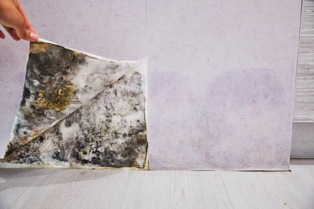 Best Residential Mold Removal  in Chino Valley, AZ